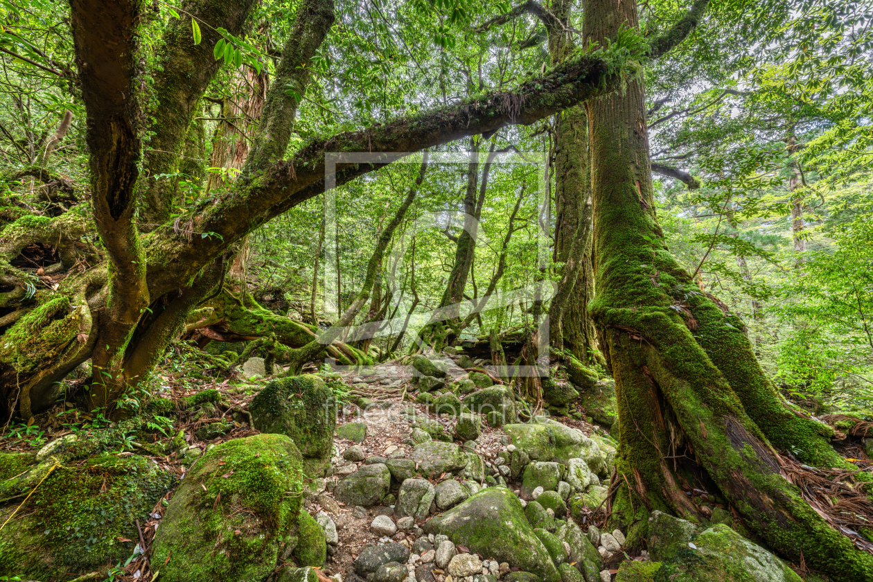 Bild-Nr.: 12864749 Uralte Bäume im Wald erstellt von eyetronic