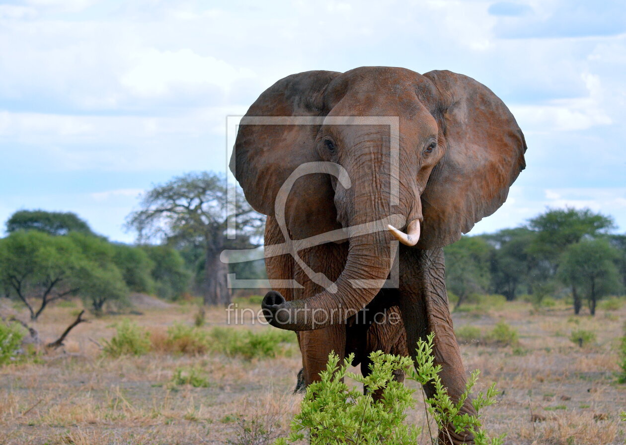 Bild-Nr.: 12865004 Elefant erstellt von GUGIGEI