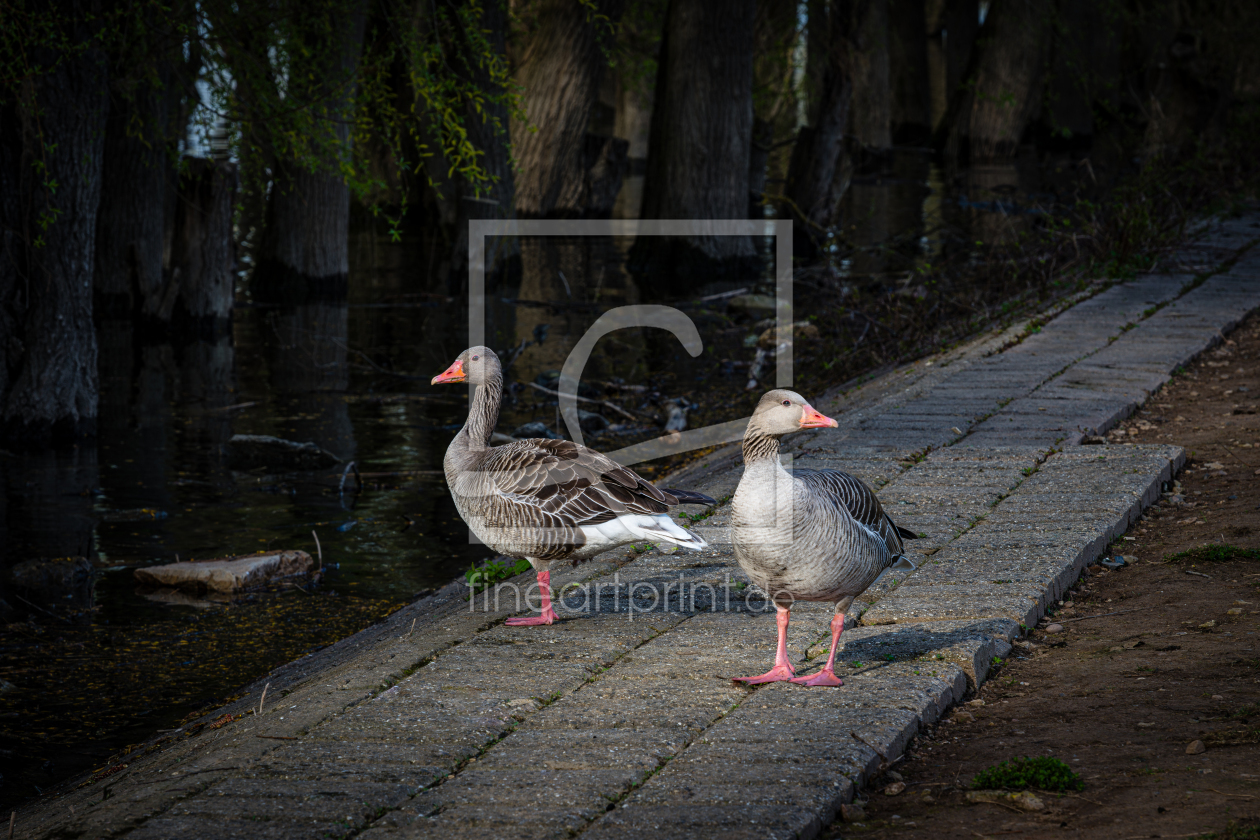 Bild-Nr.: 12866212 Gänse an Rheinpromenade 84 erstellt von Erhard Hess
