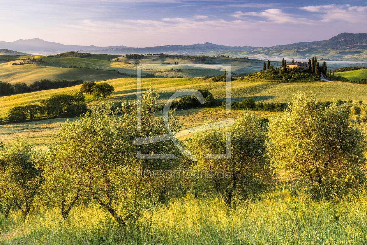 Bild-Nr.: 12867811 Olivenhain vorm Podere Belvedere erstellt von Daniela Beyer