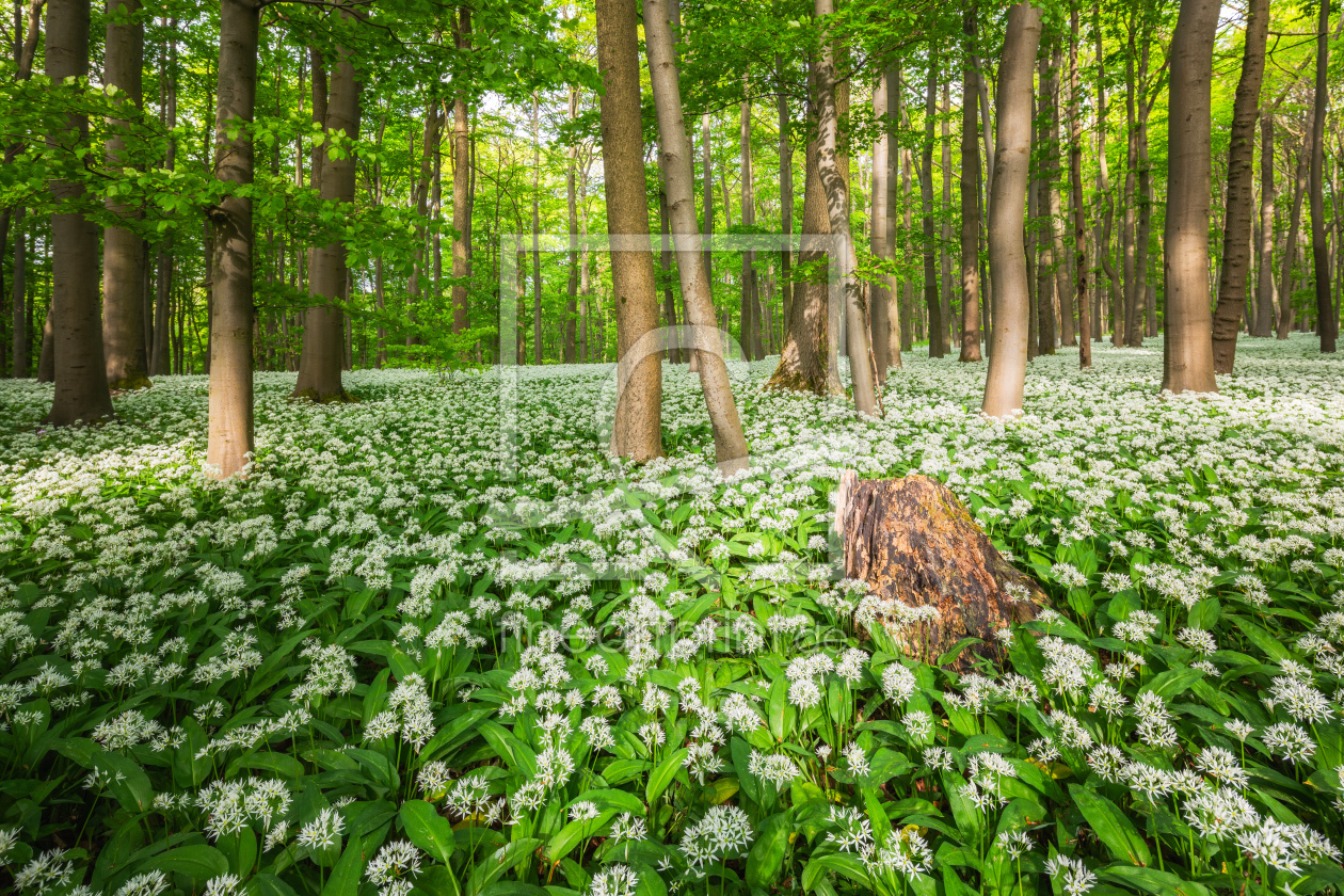 Bild-Nr.: 12867827 Sonne im Bärlauchwald erstellt von Daniela Beyer