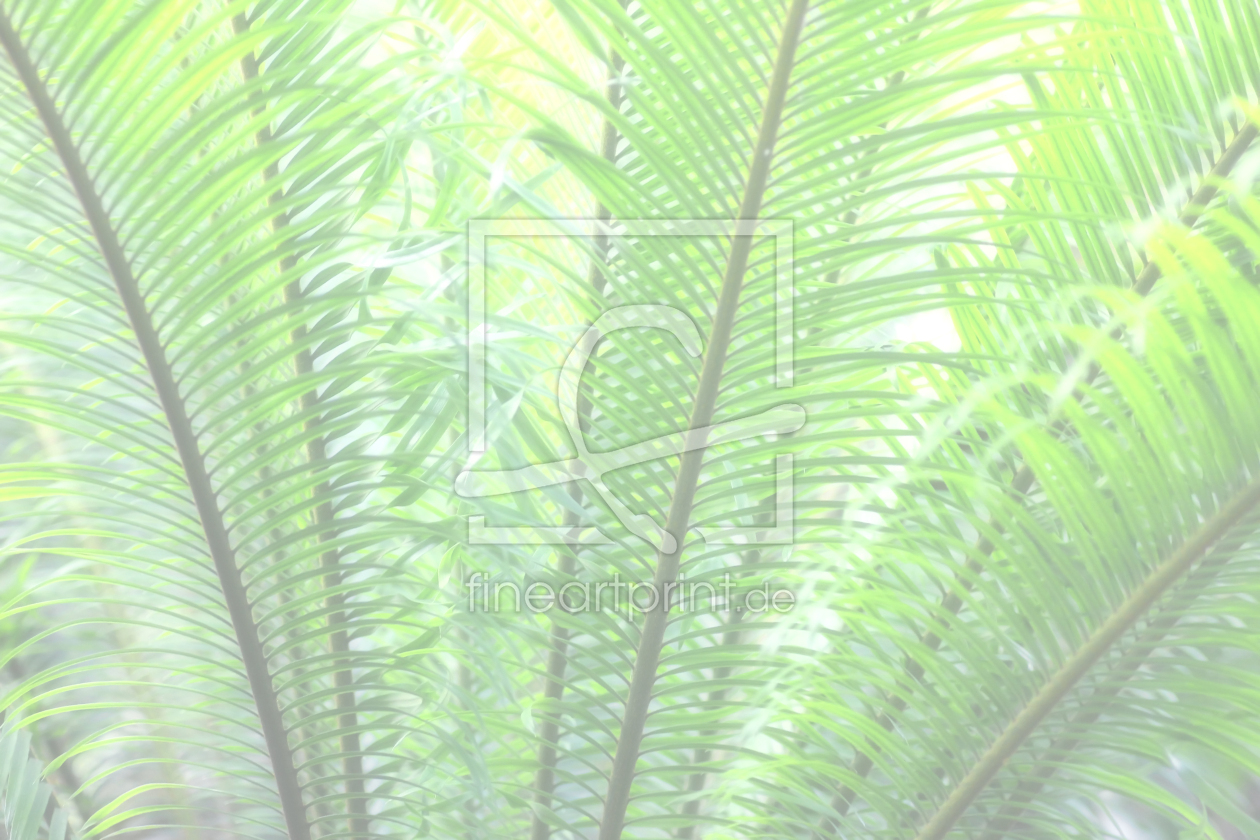 Bild-Nr.: 12868353 Palmwedel hell erstellt von SusaZoom