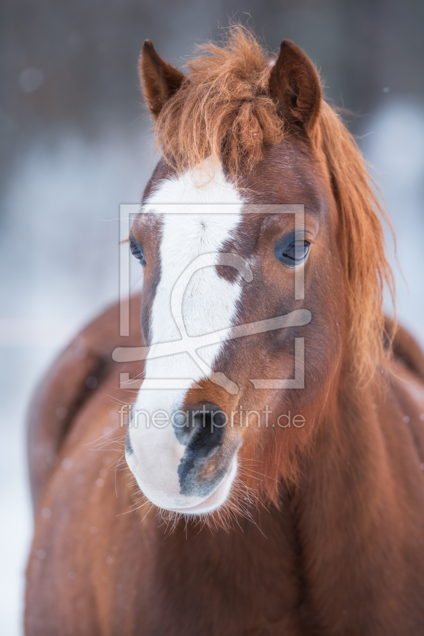 Bild-Nr.: 12868778 Pferdeporträt im Winter II erstellt von Daniela Beyer