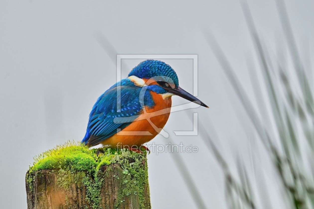 Bild-Nr.: 12871586 Eisvogel erstellt von falconer59
