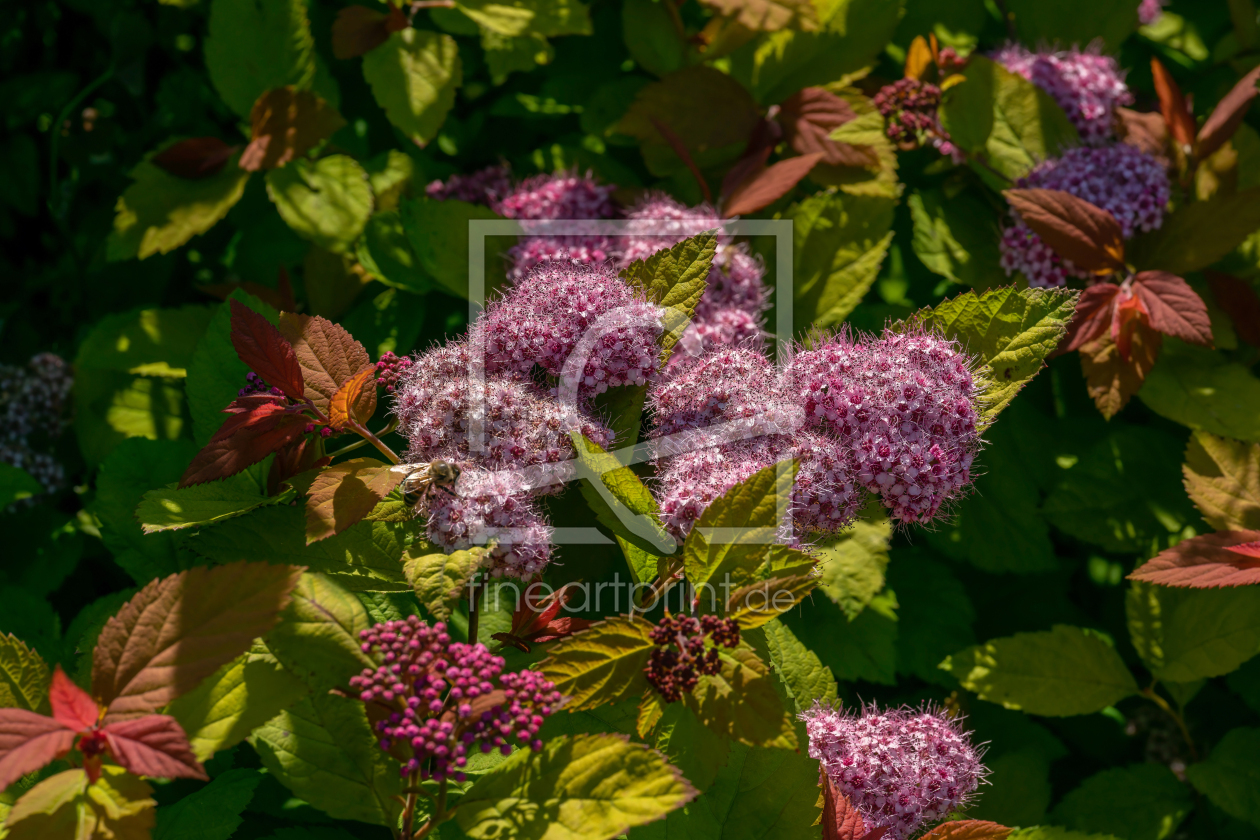 Bild-Nr.: 12871699 Spiraea japonica erstellt von volker heide