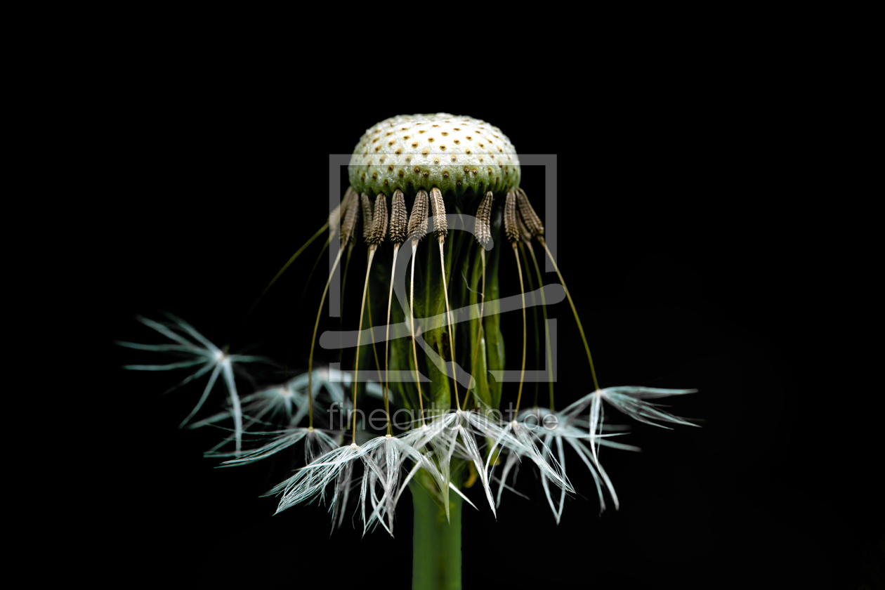 Bild-Nr.: 12873033 Dandelion erstellt von volker heide