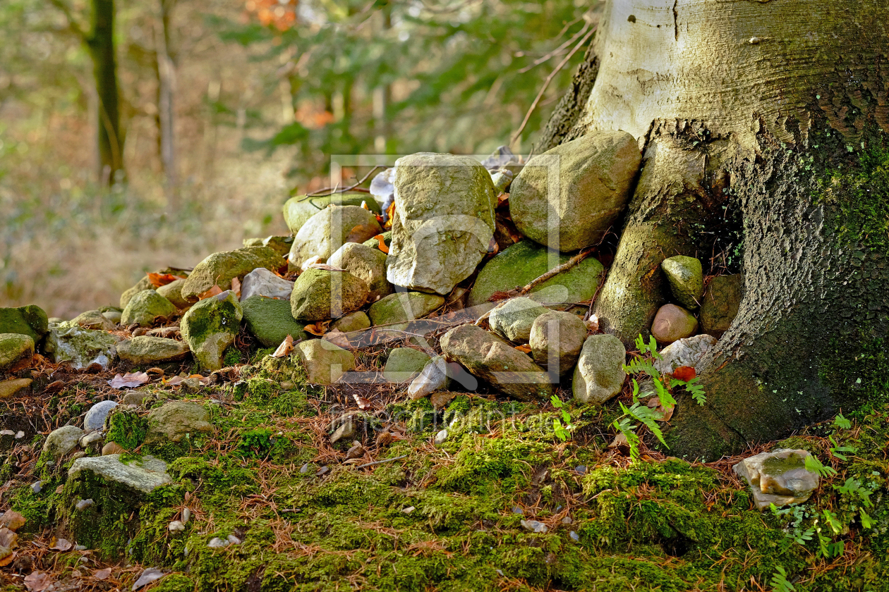 Bild-Nr.: 12873883 Waldboden erstellt von Ostfriese