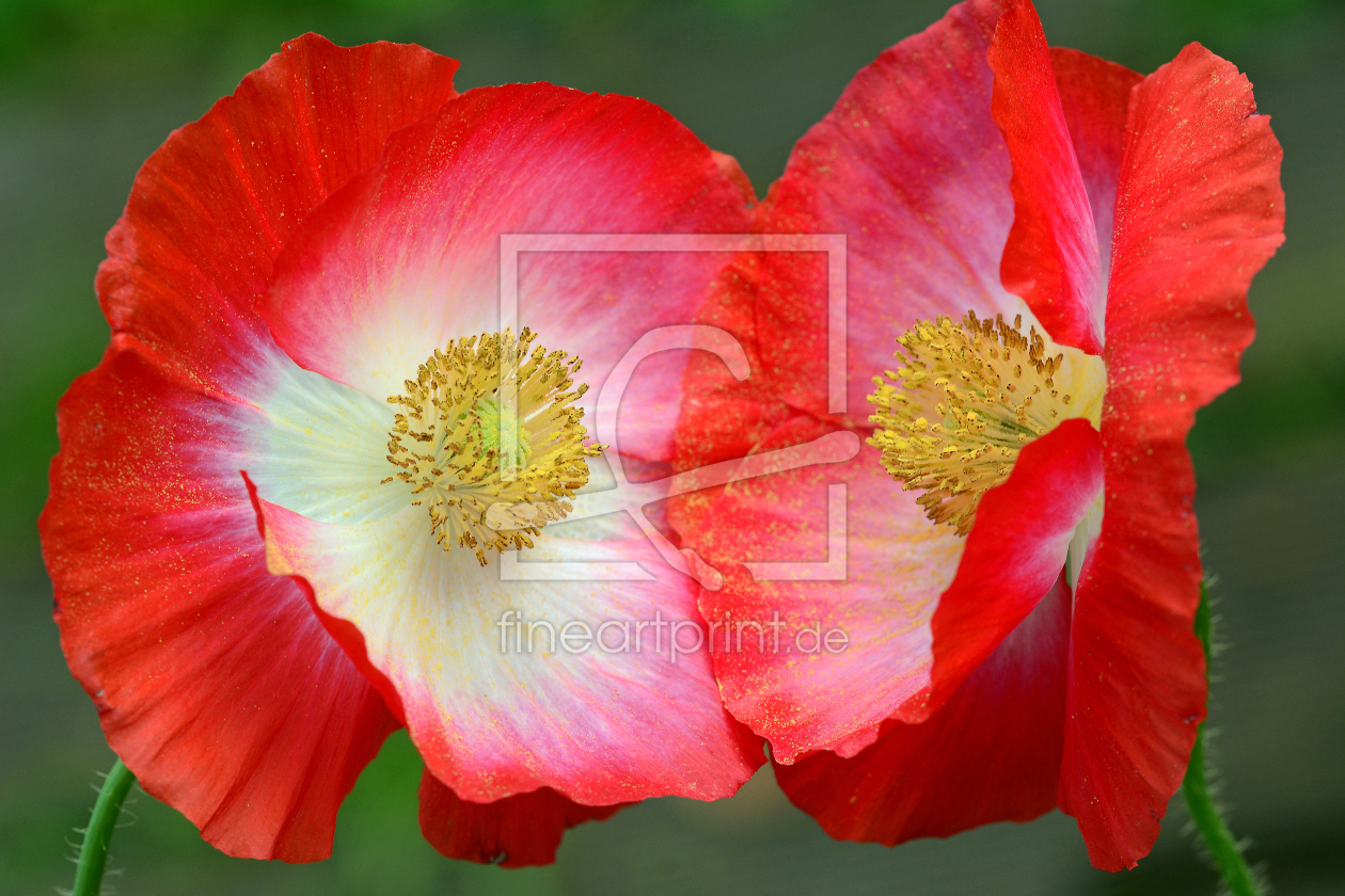 Bild-Nr.: 12873906 Mohnpäärchen erstellt von Ostfriese