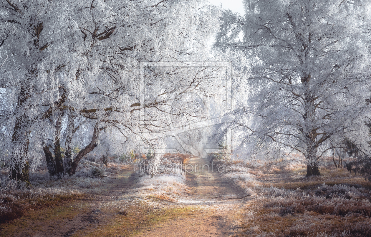 Bild-Nr.: 12875195 Frost in der Lüneburger Heide  erstellt von Steffen Henze