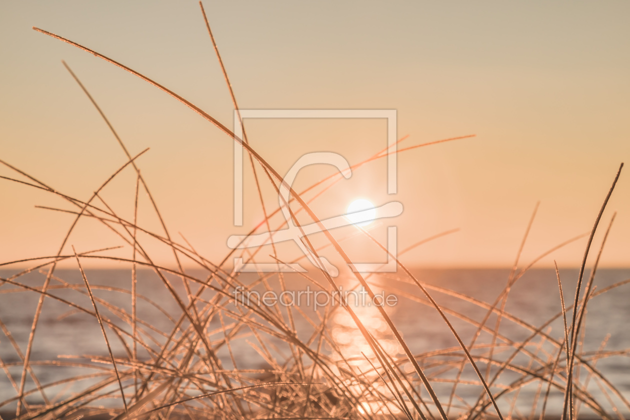 Bild-Nr.: 12876400 Strandhafer im goldenen Morgenlicht erstellt von Ursula Reins