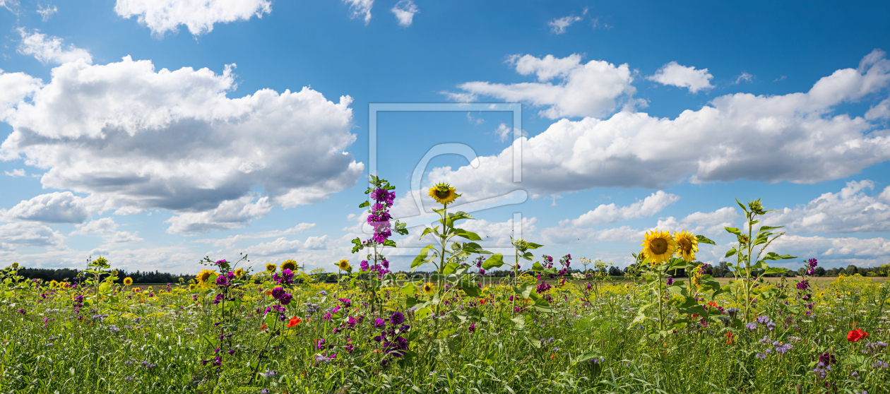 Bild-Nr.: 12876724 Blumenwiese mit Malven und Sonnenblumen erstellt von SusaZoom