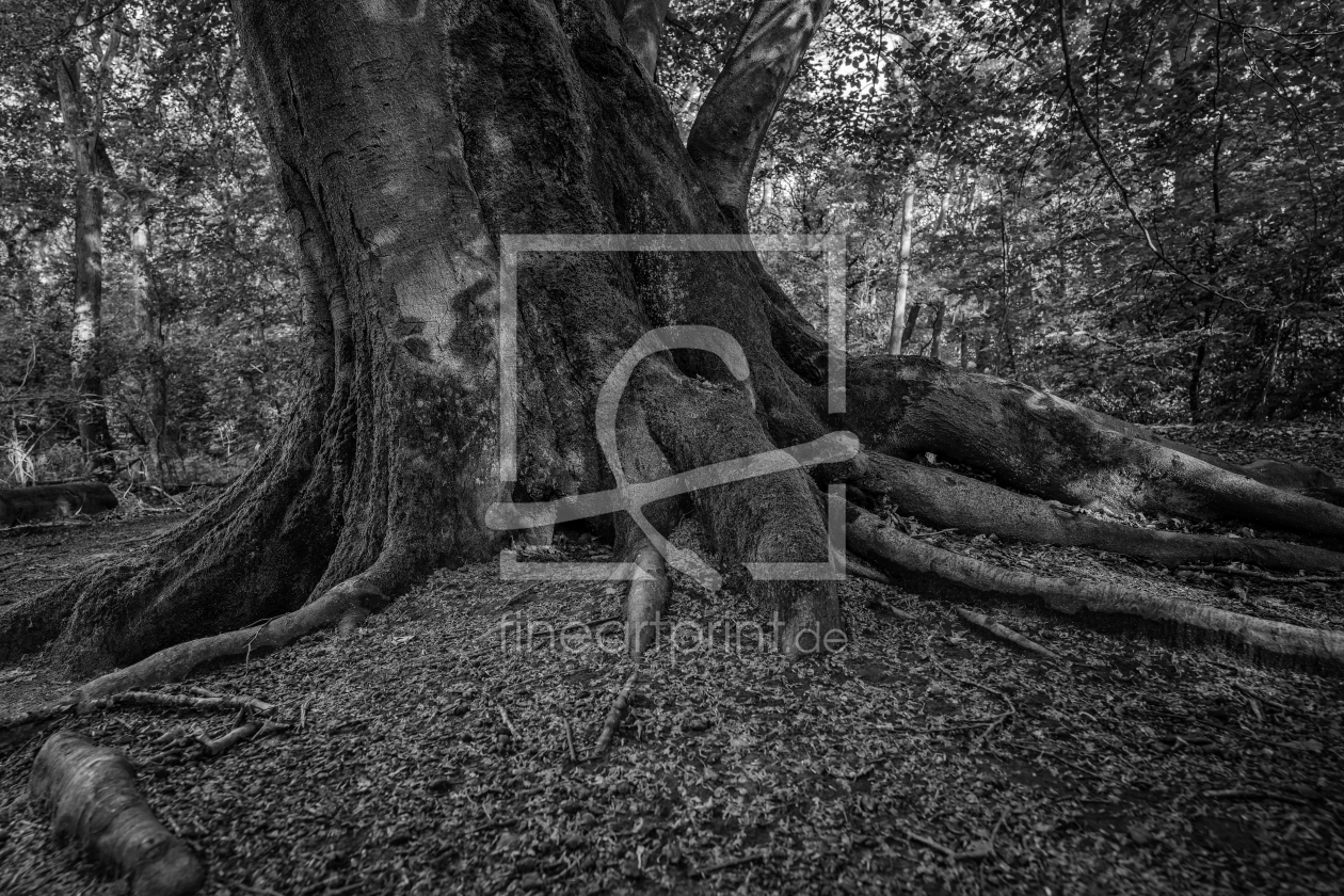 Bild-Nr.: 12877586 Stamm einer alten Buche erstellt von volker heide