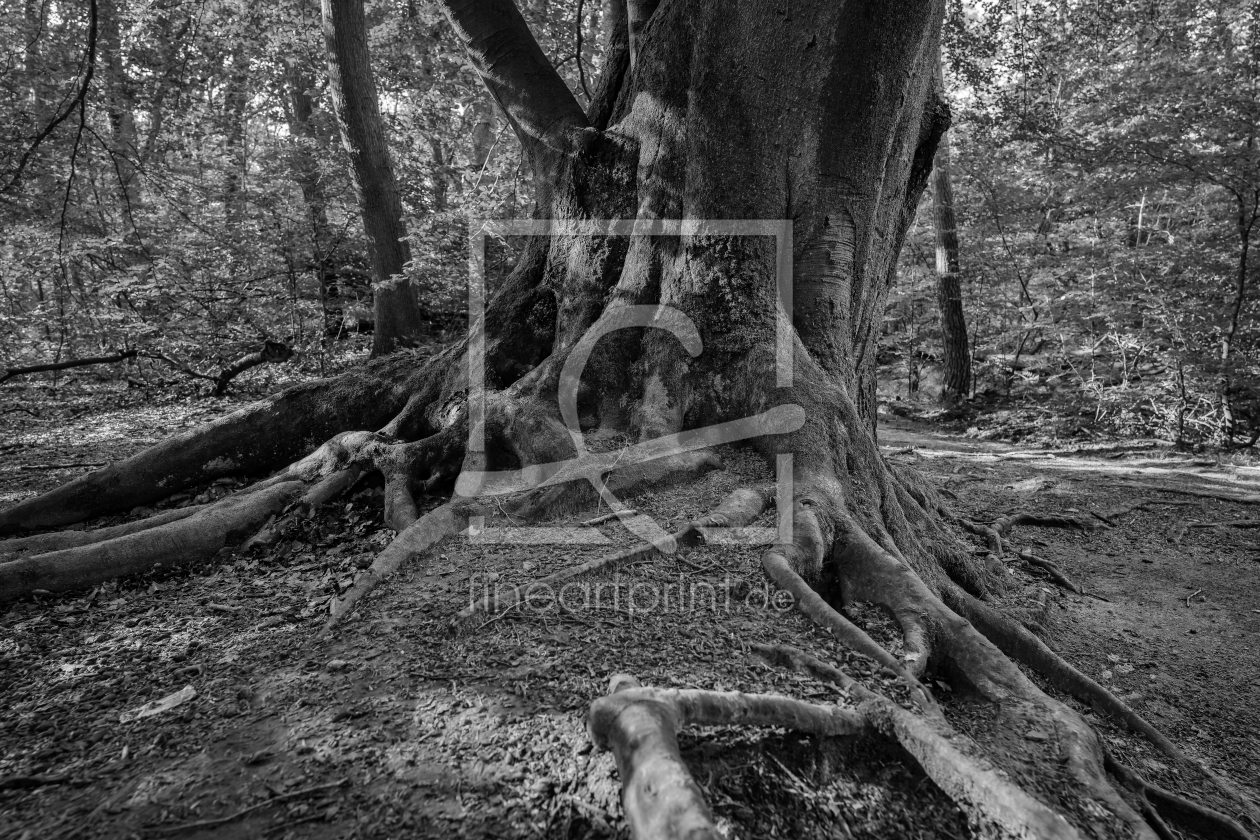 Bild-Nr.: 12877587 Naturwunder Buche erstellt von volker heide