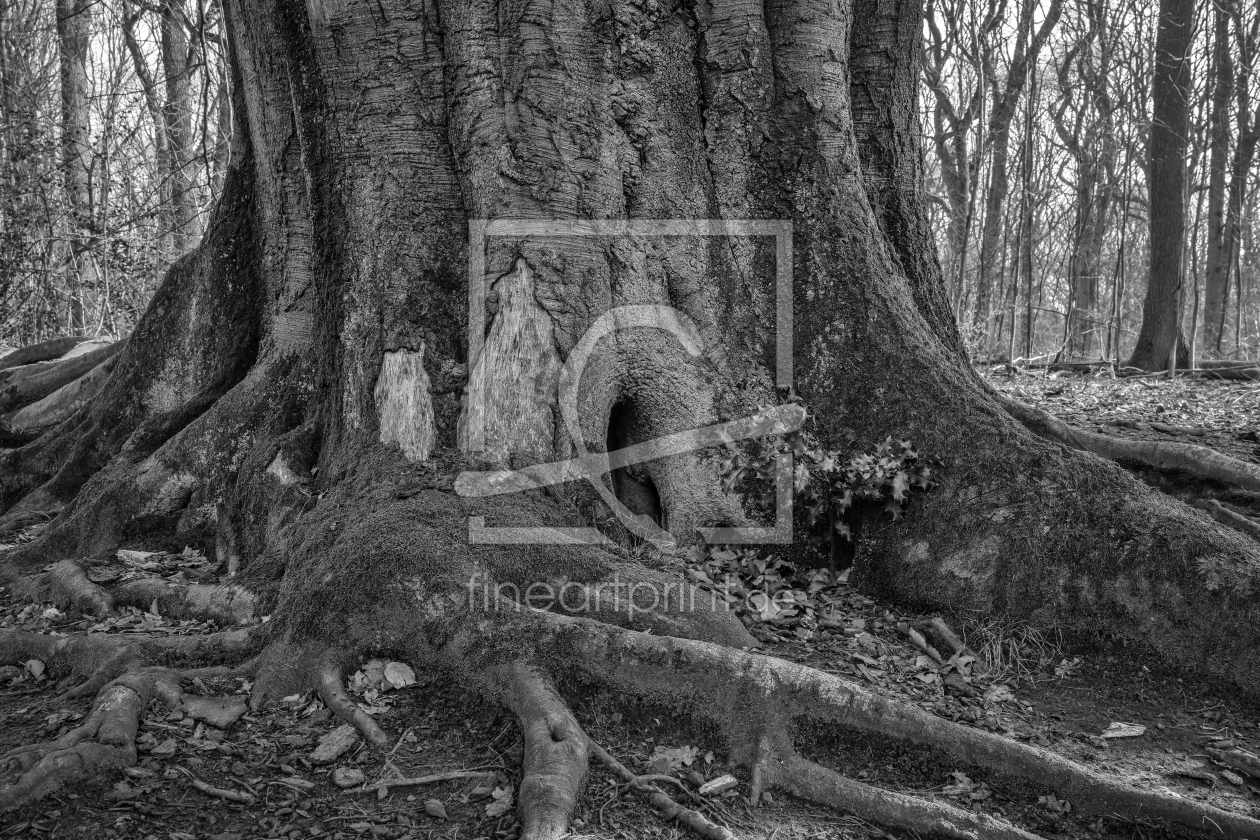 Bild-Nr.: 12877588 Die alte Buche im Frühling erstellt von volker heide