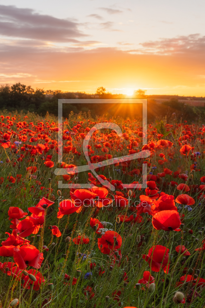 Bild-Nr.: 12877648 Mohnfeld zum Sonnenaufgang II erstellt von Daniela Beyer