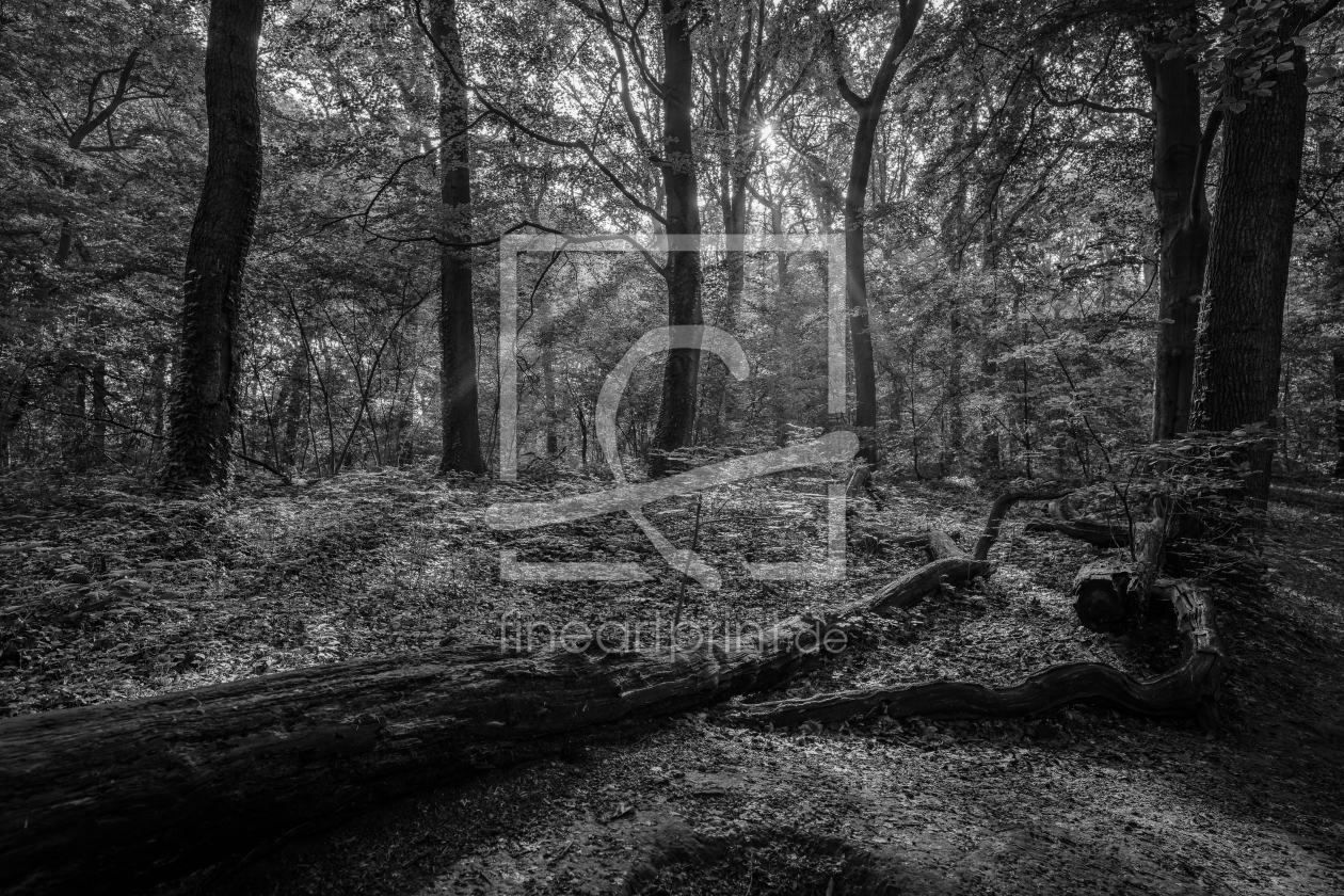 Bild-Nr.: 12877698 Frühling in einem Laubwald im Ruhrgebiet erstellt von volker heide