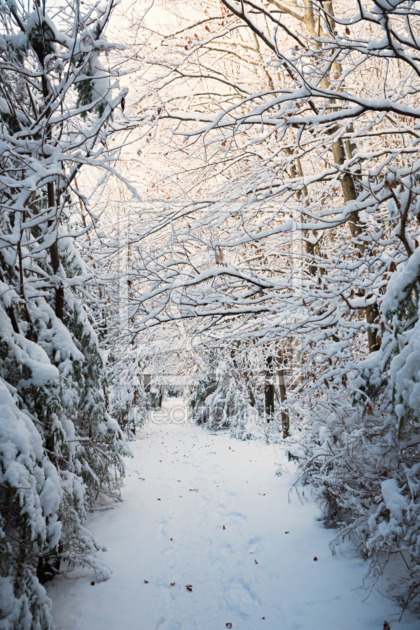 Bild-Nr.: 12877836 Weg im verschneiten Winterwald erstellt von SusaZoom