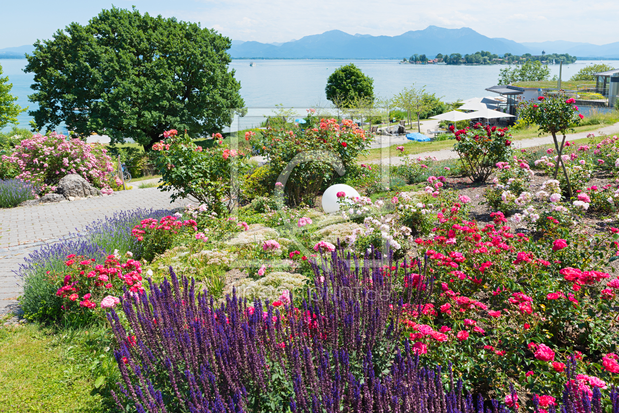 Bild-Nr.: 12877984 Rosen und Lavendel im Park Gstadt am Chiemsee erstellt von SusaZoom