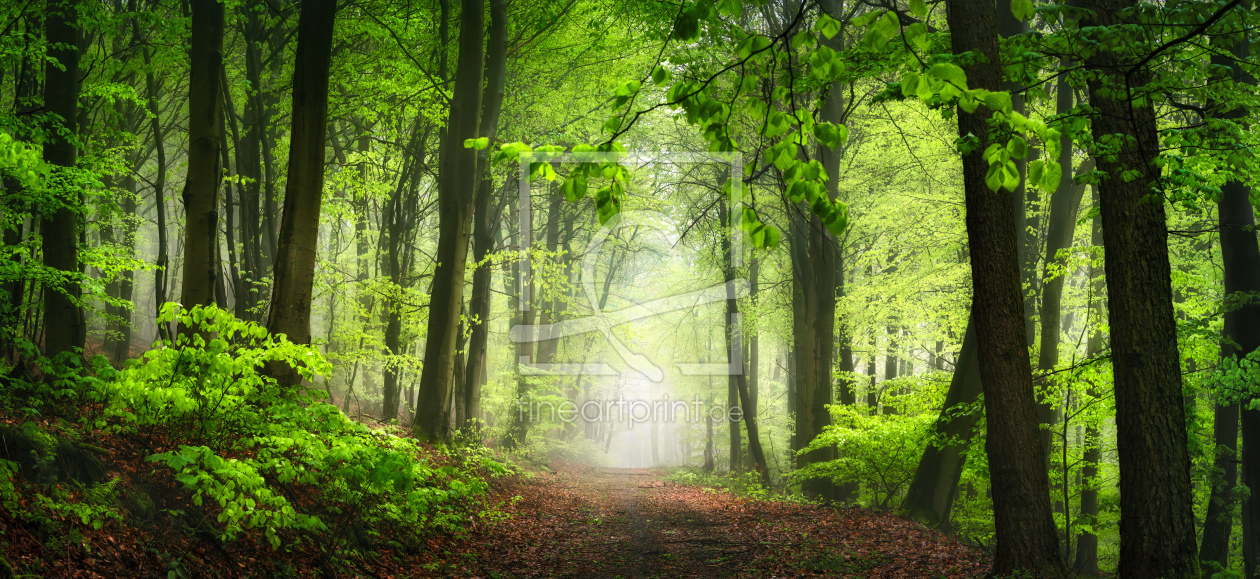 Bild-Nr.: 12878958 Nebliger grüner Wald im Frühling erstellt von Smileus