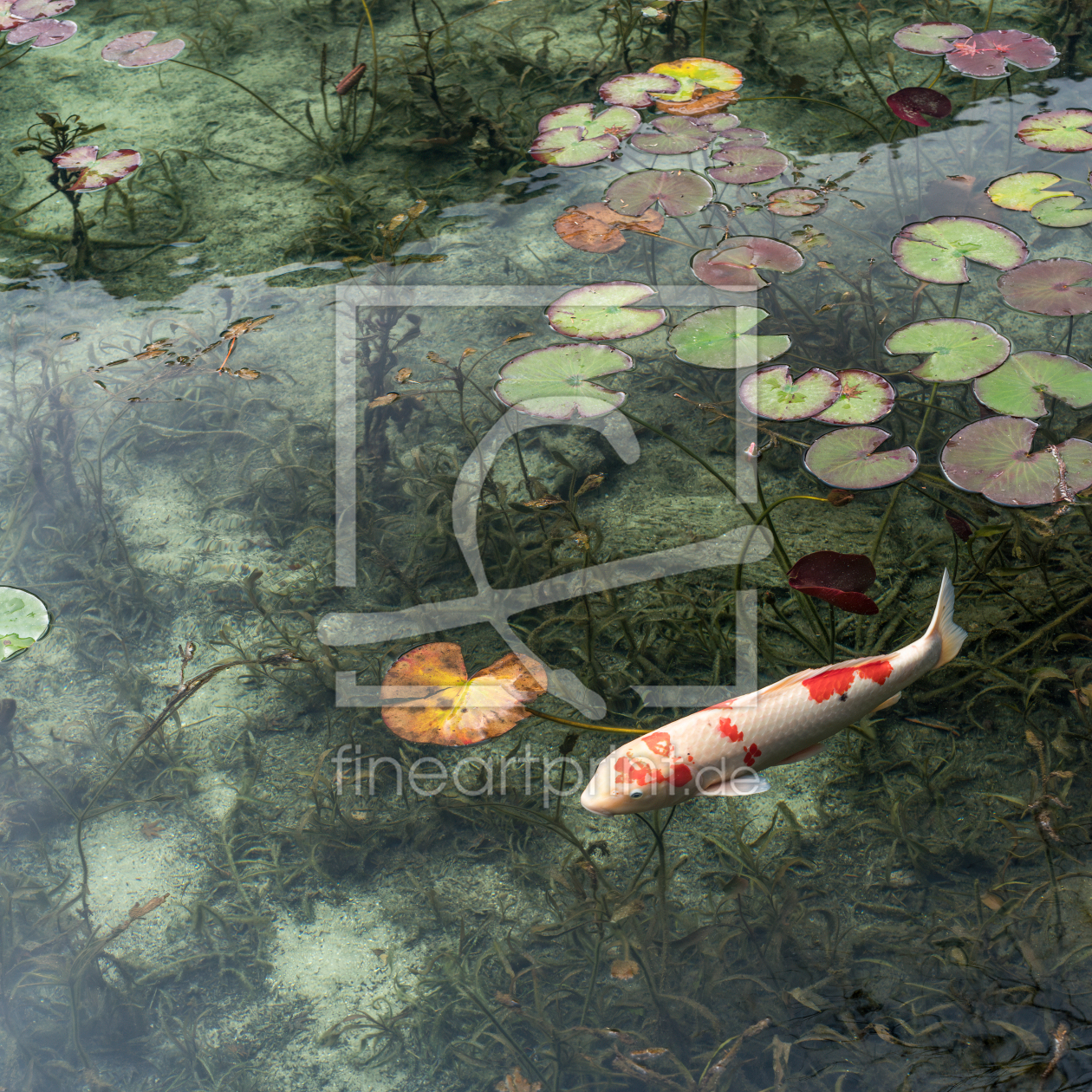 Bild-Nr.: 12879443 Japanischer Koi im Teich erstellt von eyetronic