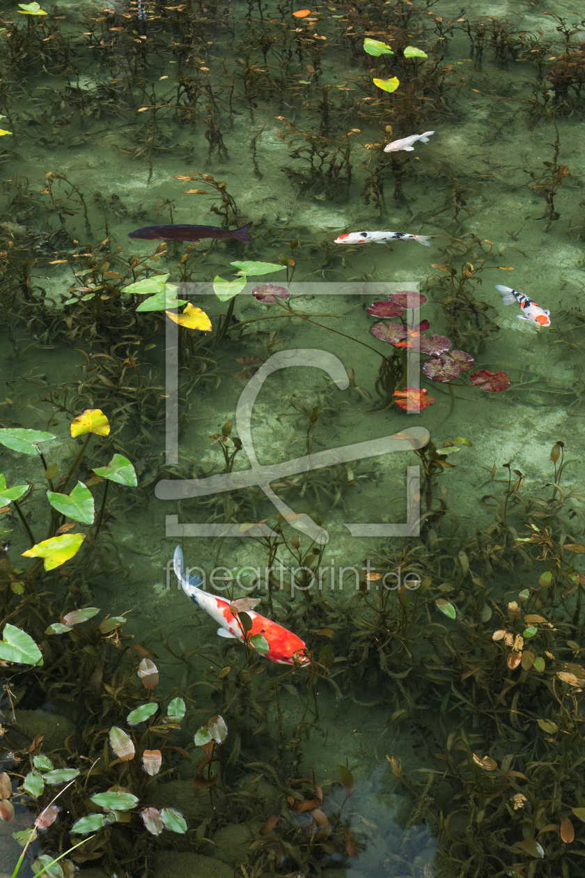 Bild-Nr.: 12879499 Bunte Koi in Japan erstellt von eyetronic
