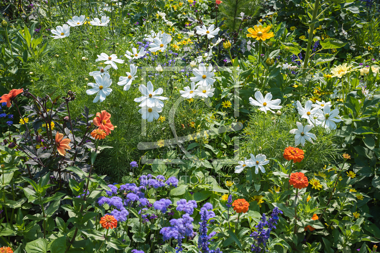 Bild-Nr.: 12879980 Sommerblumenbeet erstellt von SusaZoom