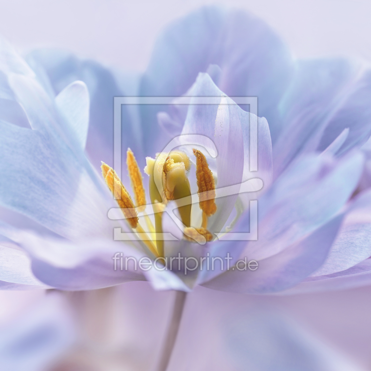 Bild-Nr.: 12880050 Tulpenblüte erstellt von Atteloi