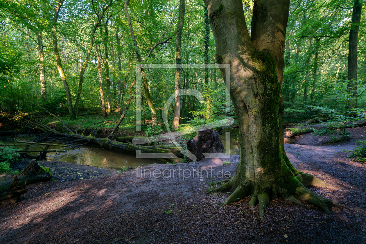 Bild-Nr.: 12880161 ein natürlicher Bachlauf im Ruhrgebiet erstellt von volker heide