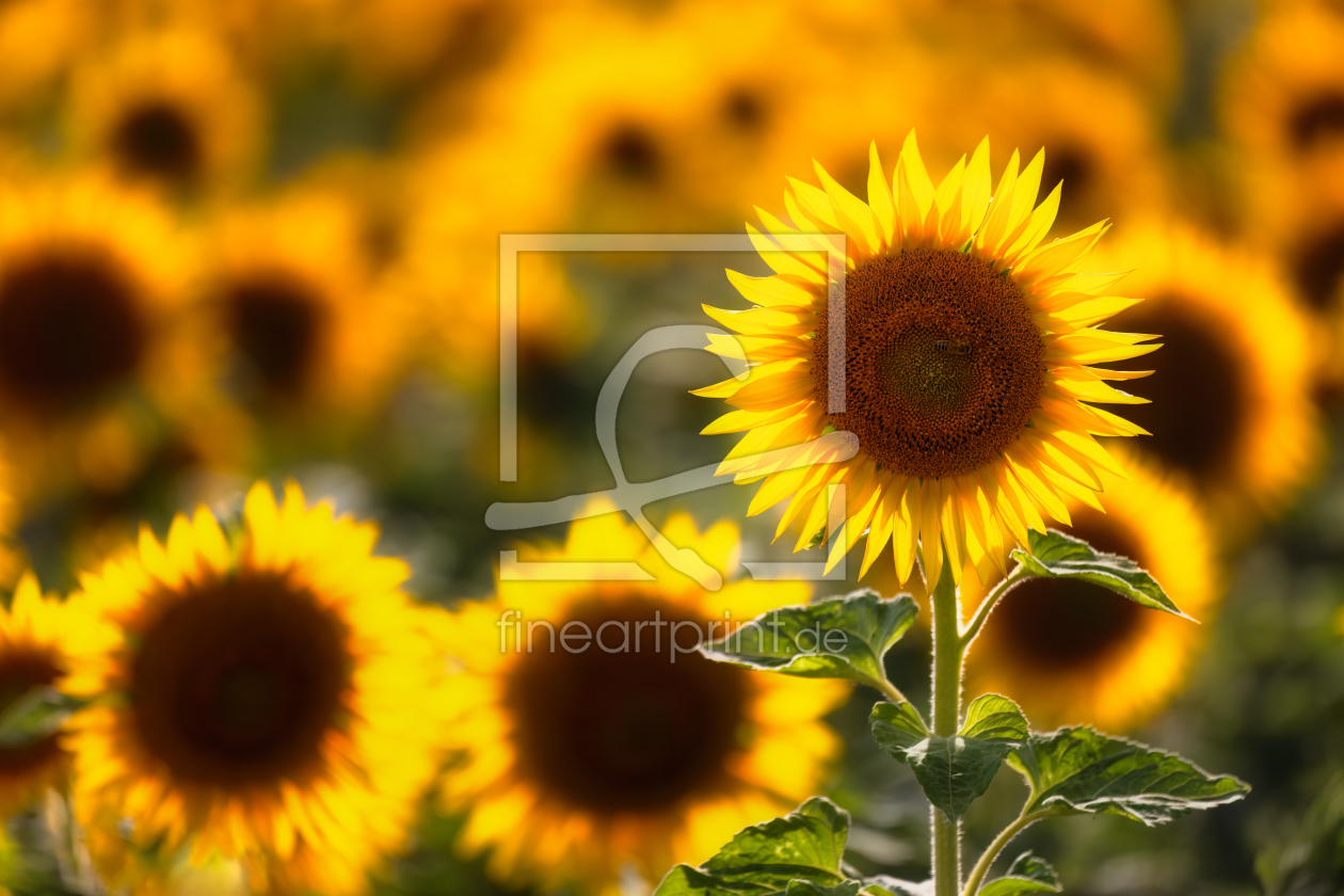 Bild-Nr.: 12881359 Sommer pur erstellt von Daniela Beyer