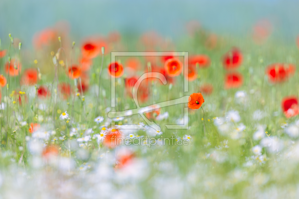 Bild-Nr.: 12881361 Mohnblüten zwischen Kamilleblüten erstellt von Daniela Beyer