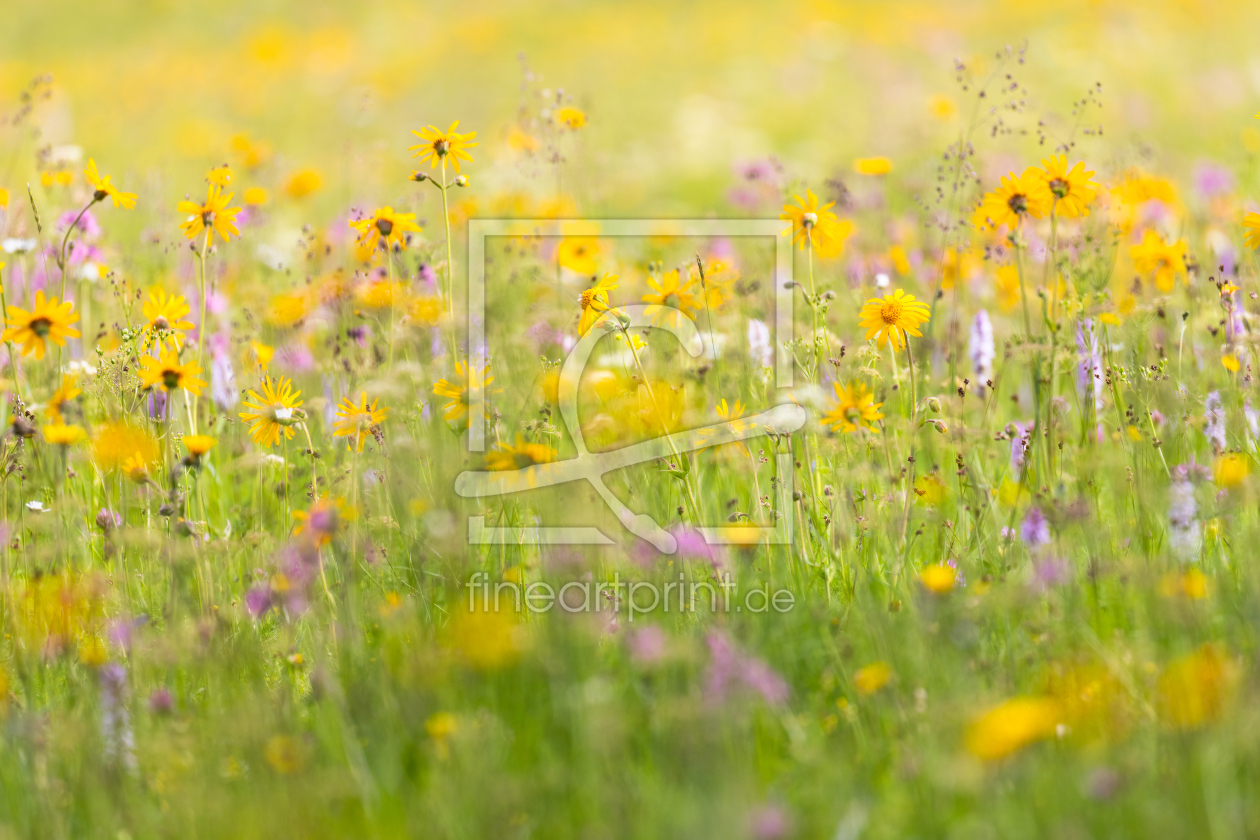 Bild-Nr.: 12881368 Wildblumenwiese im Erzgebirge erstellt von Daniela Beyer