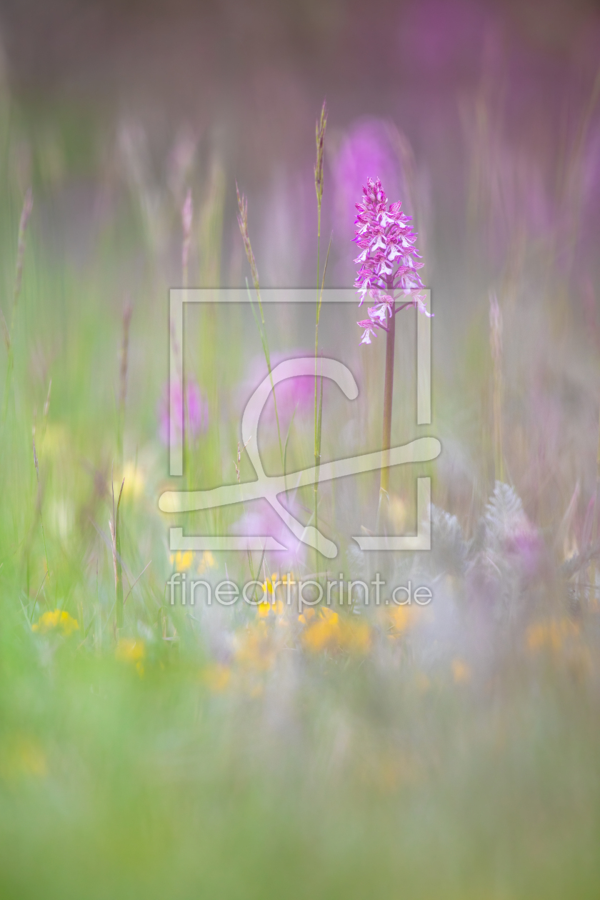 Bild-Nr.: 12881370 Orchideenwiese in Thüringen erstellt von Daniela Beyer