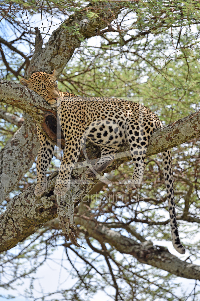 Bild-Nr.: 12881686 Leopard erstellt von GUGIGEI