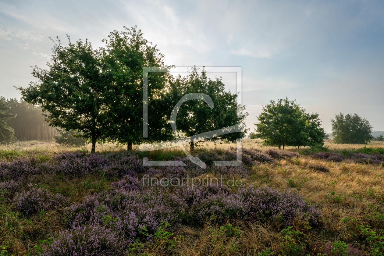 Bild-Nr.: 12882290 Mystische Heide erstellt von volker heide