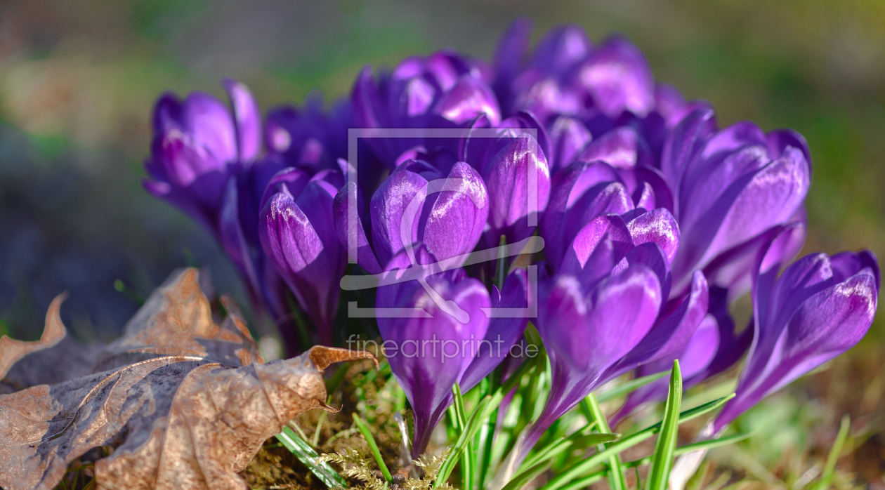 Bild-Nr.: 12882804 Krokusse erstellt von Gregor Handy