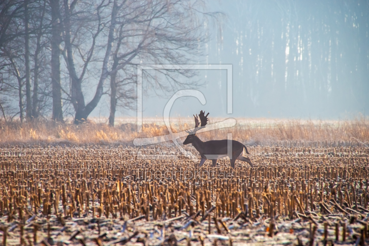 Bild-Nr.: 12883076 Dammwild Hirsch im Morgengrauen erstellt von Tanja Riedel