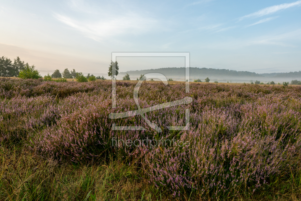 Bild-Nr.: 12883083 Blühendes Heidekraut im August erstellt von volker heide