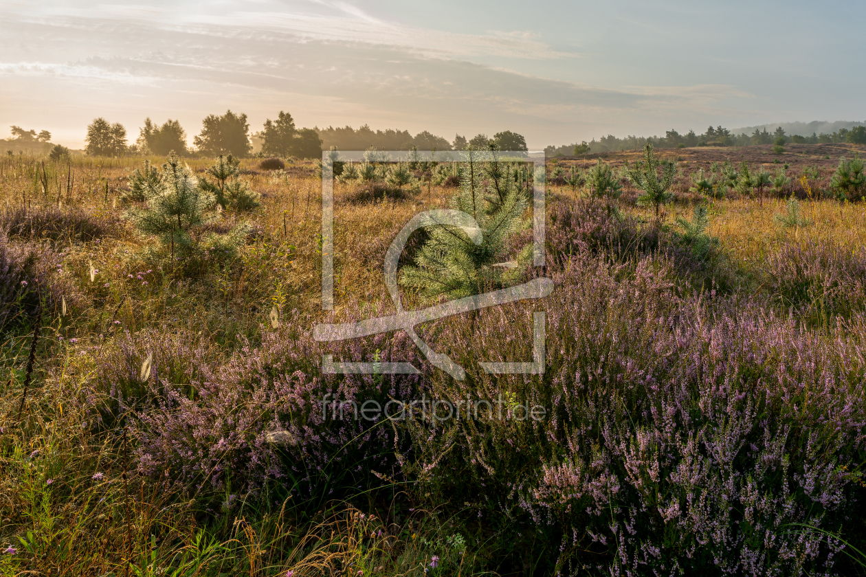 Bild-Nr.: 12883087 Schößlinge in der Heide erstellt von volker heide