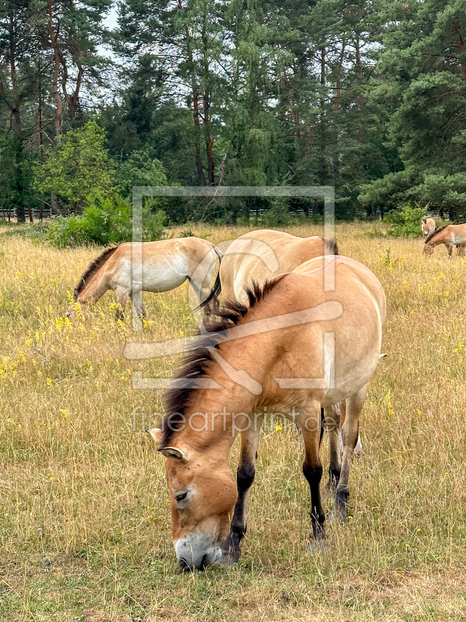 Bild-Nr.: 12883643 Przewalski-Pferd erstellt von DirkR