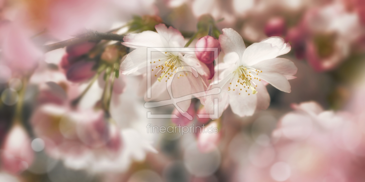 Bild-Nr.: 12883660 Rosa Kirschblüten mit Bokeh im Frühling erstellt von Smileus