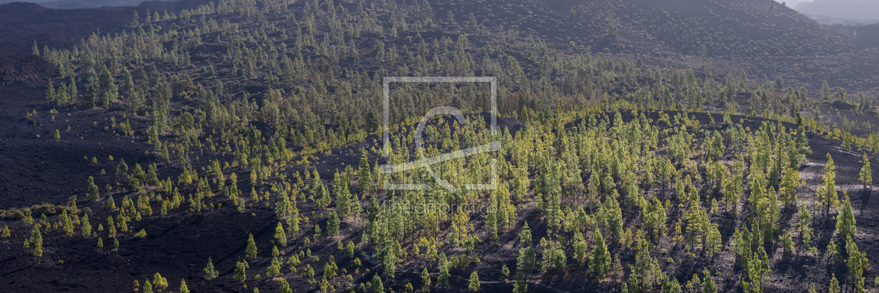 Bild-Nr.: 12884133 Herbstwald auf Teneriffa erstellt von Walter G. Allgöwer