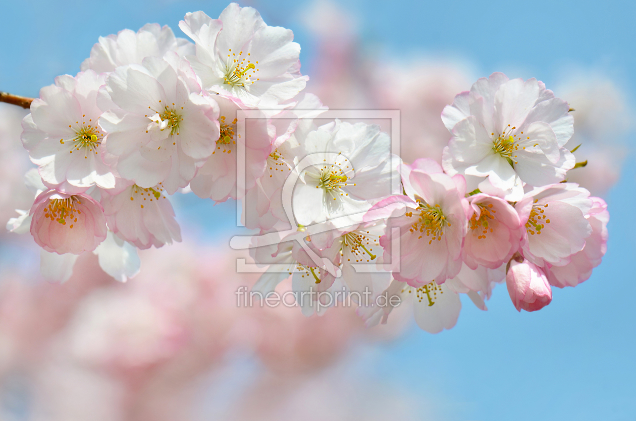 Bild-Nr.: 12884422 Frühling erstellt von Atteloi