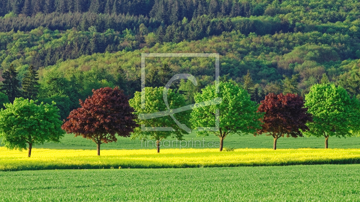 Bild-Nr.: 12884896 Frühlingsfarben erstellt von Taunusbilder