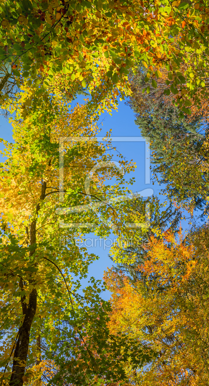 Bild-Nr.: 12885004 Herbstliche Baumkronen erstellt von SusaZoom