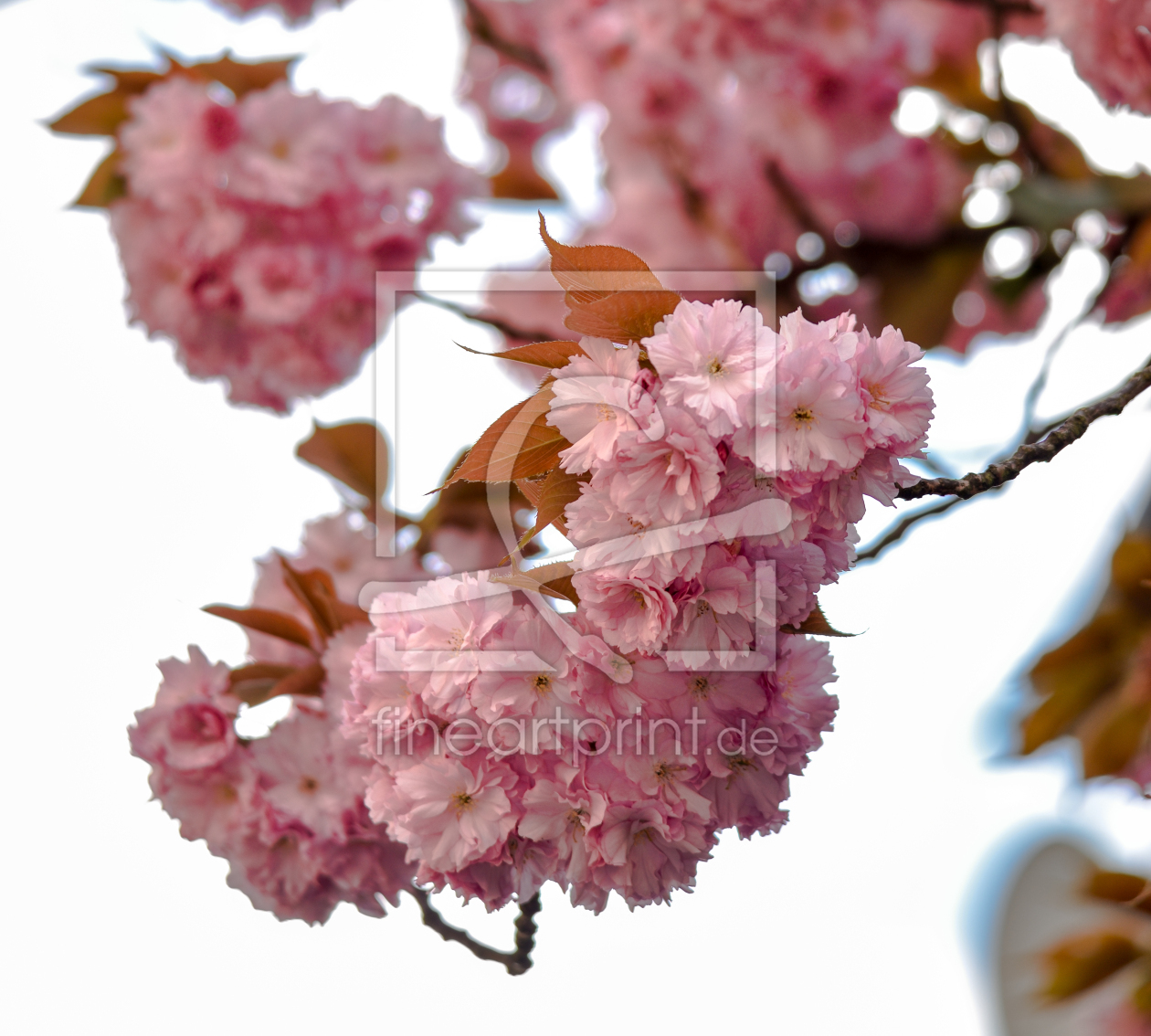 Bild-Nr.: 12885484 Frühling erstellt von Gregor Handy