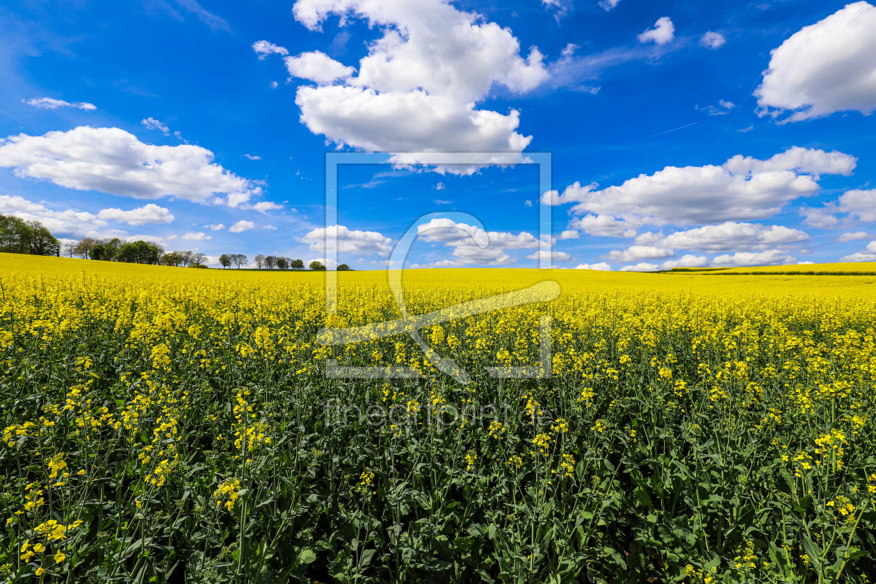 Bild-Nr.: 12885740 Rapsfeld erstellt von Amazone54