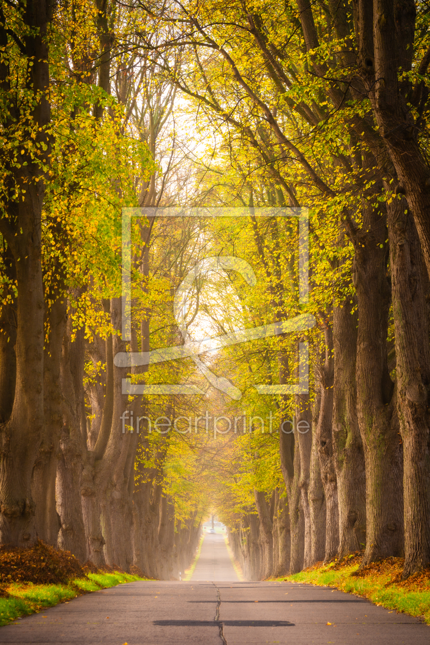 Bild-Nr.: 12886021 Allee Straße im Herbst erstellt von Martin Martin Wasilewski