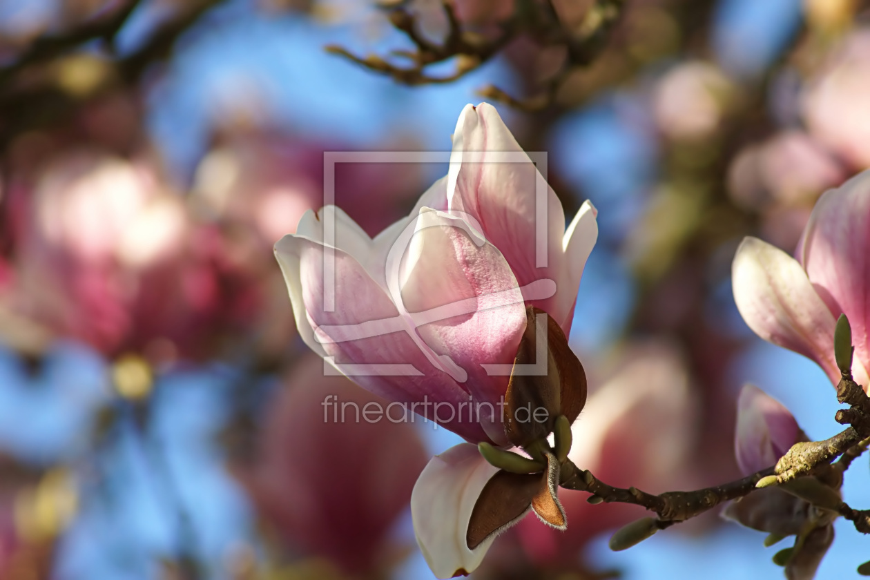 Bild-Nr.: 12886085 Magnolia erstellt von youhaveadream