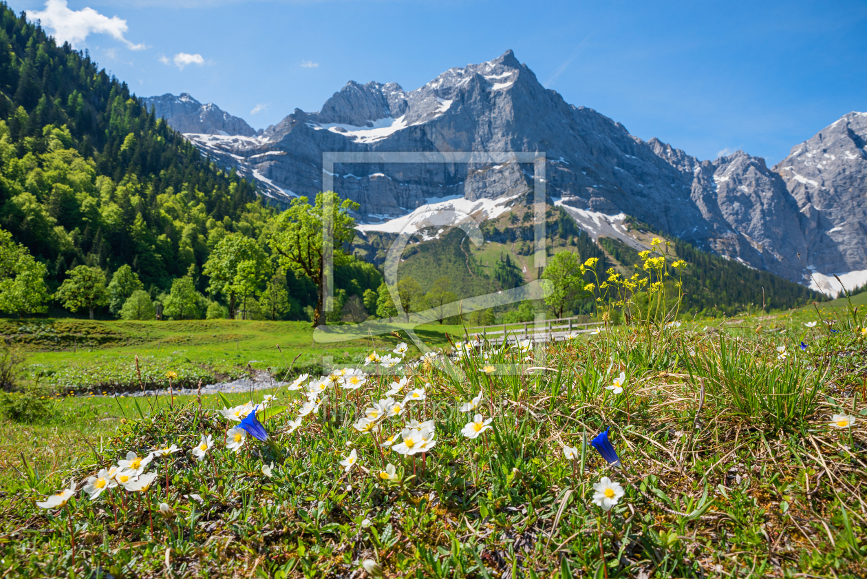 Bild-Nr.: 12886785 Alpenflora im Karwendel erstellt von SusaZoom