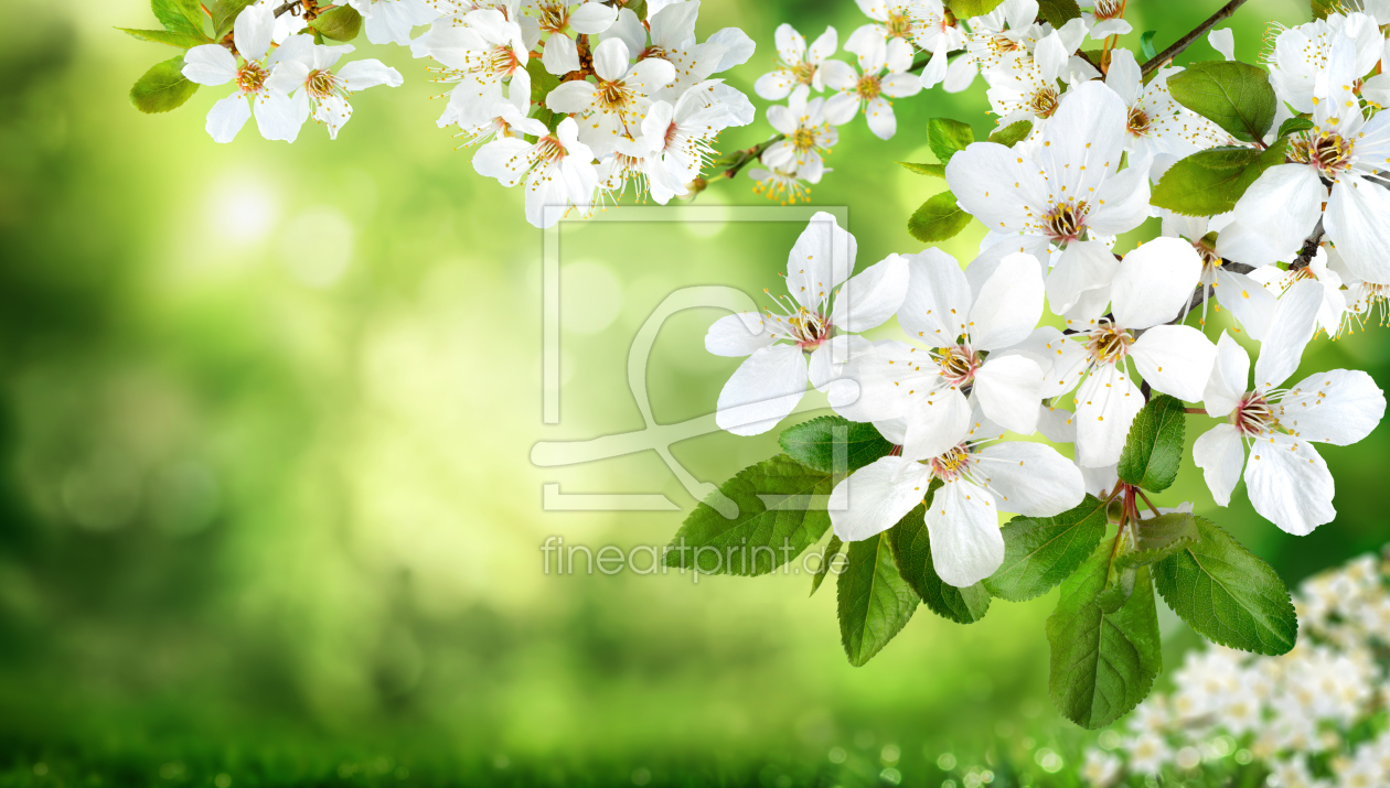 Bild-Nr.: 12886924 Weiße Blüten auf Natur Hintergrund erstellt von Smileus
